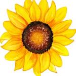 Mega Bundle: 1300+ Flowers CDR Templates | Editable CorelDRAW Floral Vectors & Designs