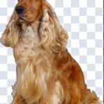 500+ Animals PNGs – Cats & Dogs Transparent Images for Design & Editing