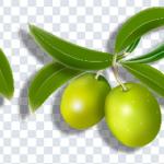 Download Fruit & Vegetable PNG Pack – Transparent High-Resolution Food Graphics