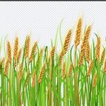 Fruits & Wheat 108 PNGs – Fresh Fruits, Wheat & Healthy Food Transparent Images