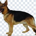 500+ Animals PNGs – Cats & Dogs Transparent Images for Design & Editing