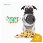 Download 22 Pet Shop PSD Templates | Editable Photoshop Flyers, Banners & Social Media Designs for Pet Stores