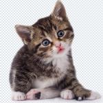 500+ Animals PNGs – Cats & Dogs Transparent Images for Design & Editing